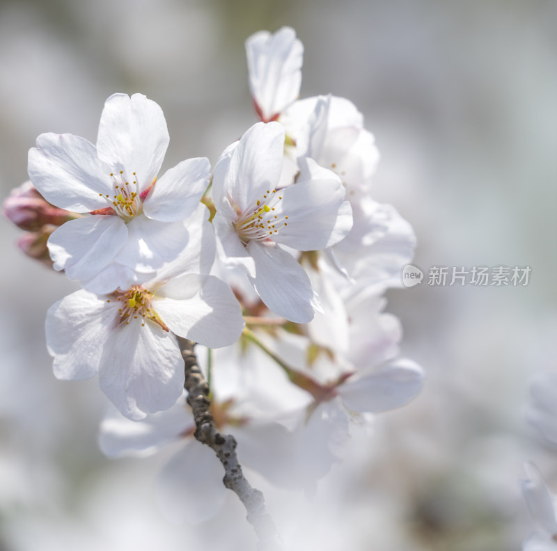 樱花特写镜头