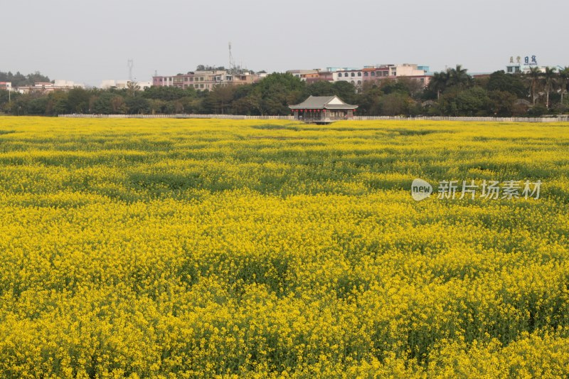 广东东莞：莲湖风景区油菜花田