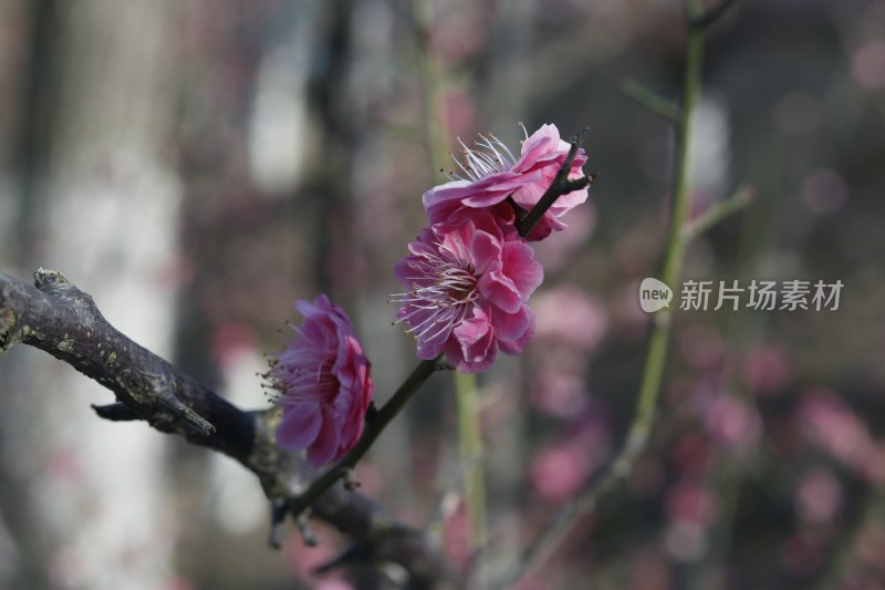 梅花 腊梅 红梅花