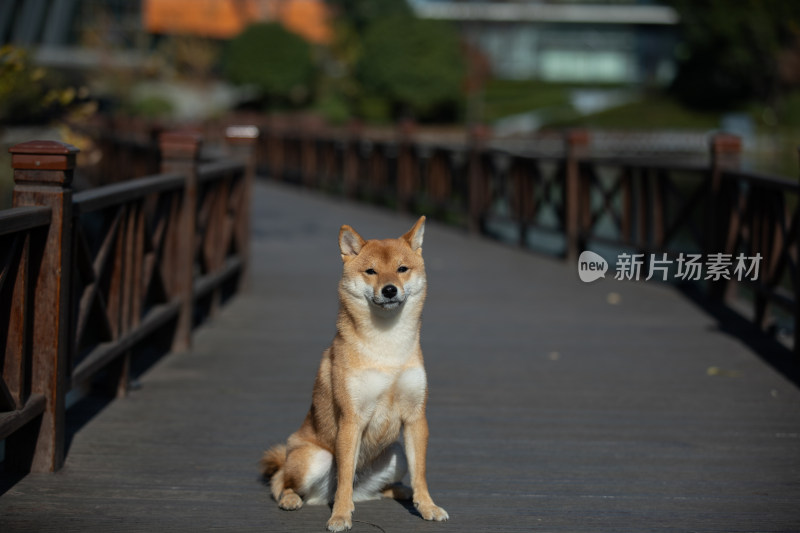 一只坐在栈道上的柴犬