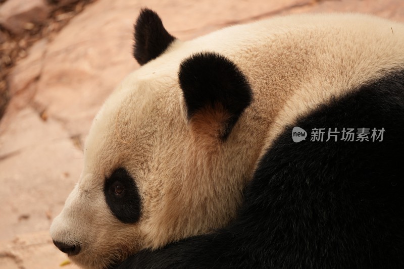 大熊猫户外活动和栖息的可爱模样