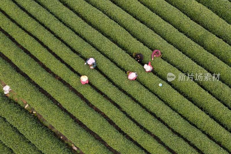 春天杭州西湖龙井茶园龙坞茶园