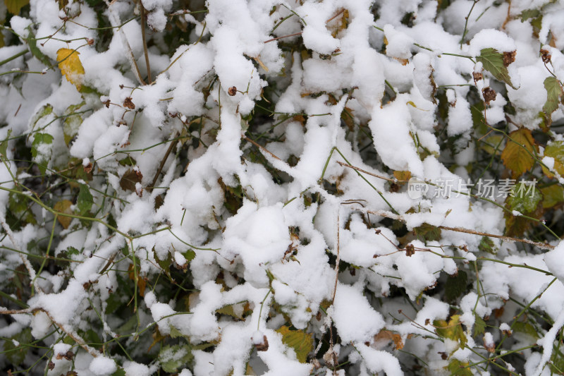 凌乱的树枝上堆积着洁白的雪花