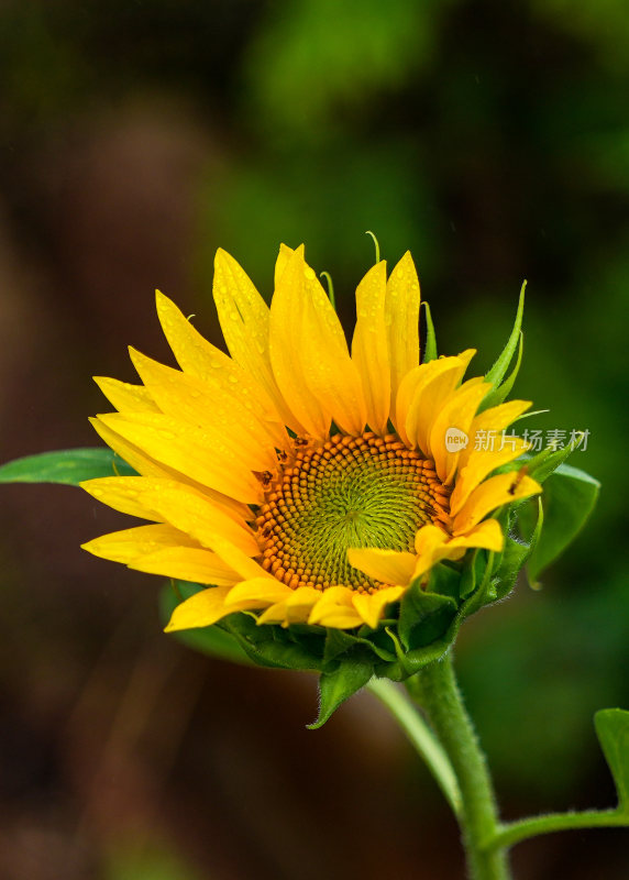 向日葵黄花向太阳