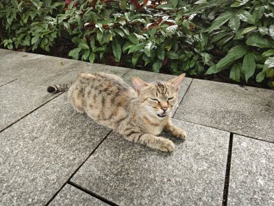 路边猫咪