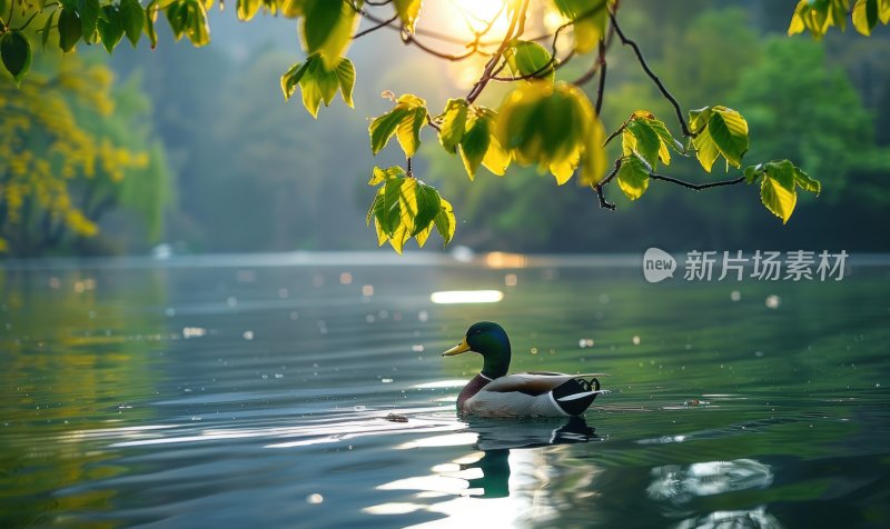 湖边鸭子春江水暖宁静悠闲湖泊背景