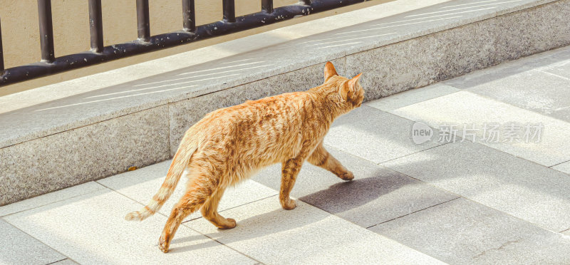 路边的橘猫