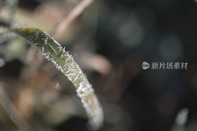 霜降立冬植物结霜结冰