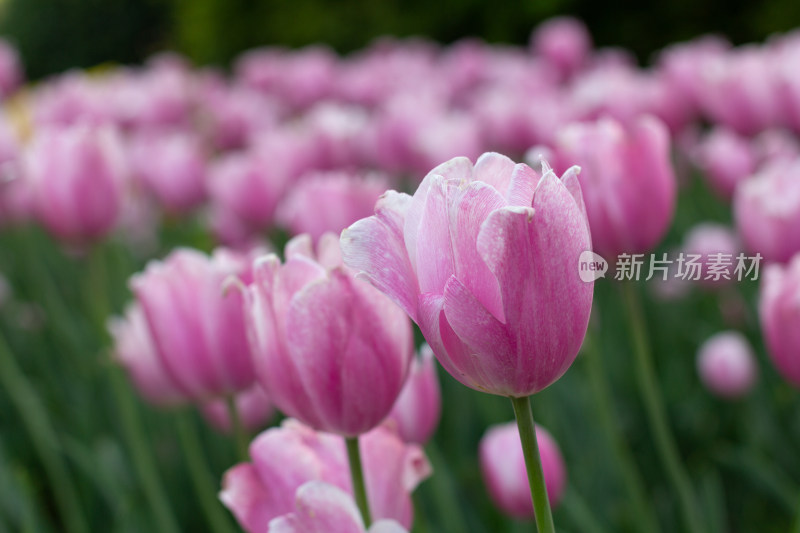 杭州太子湾多彩郁金香花海景观