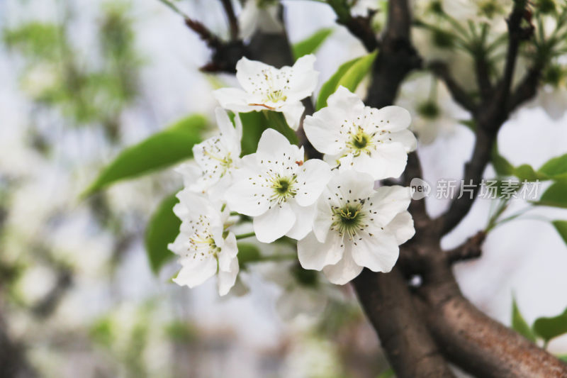 鲜花梨花盛开