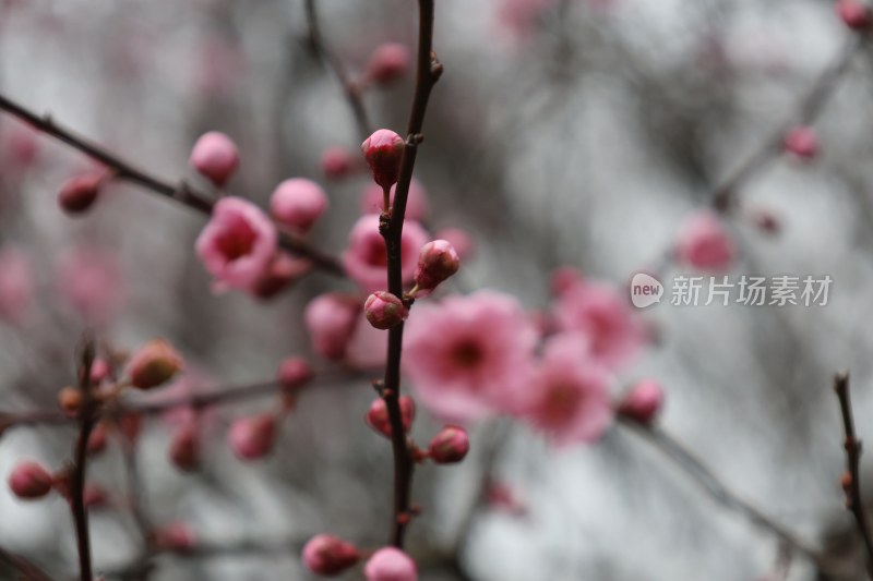 粉色梅花特写