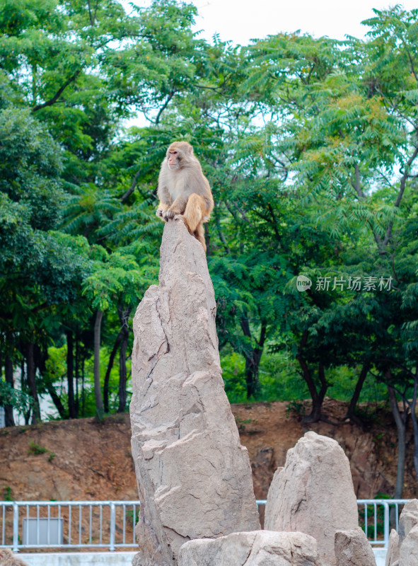 爬上石山最高处的猴群猴王