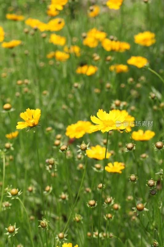 盛开的花朵