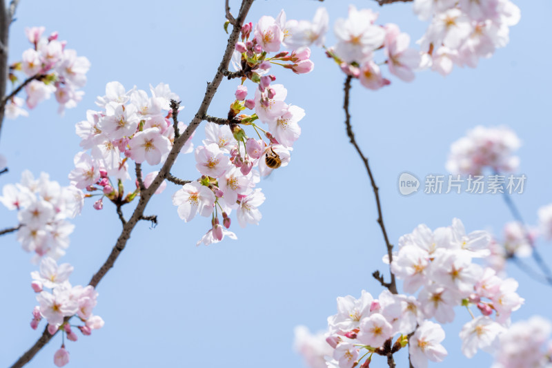 青岛中山公园樱花盛开的粉色樱花