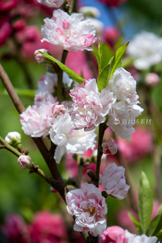 春天枝头绽放的粉白色碧桃花特写