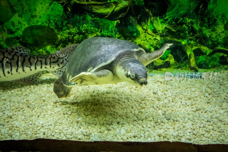 水族箱鸭嘴鲨虎鲶与猪鼻龟