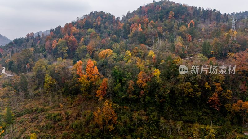 重庆酉阳：丁市镇漫山红叶“缀”美