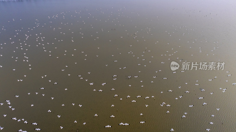 杭州大江东大湾区湿地公园候鸟栖息地