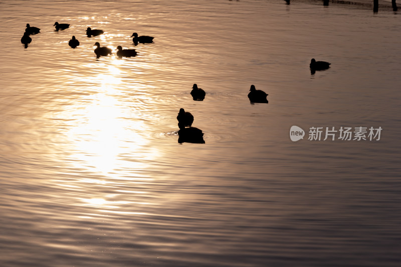 西湖湖面上的小船与远处宝石山的宝俶塔