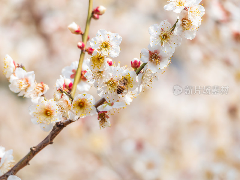 盛开的白梅花间有蜜蜂飞舞