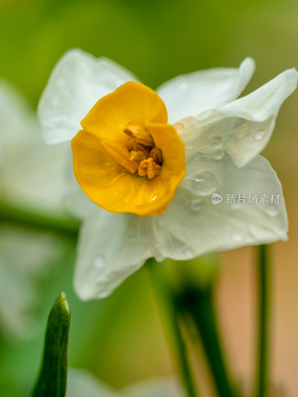 水仙花特写