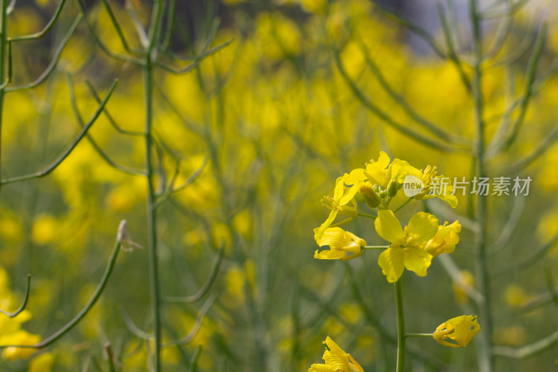 美丽的黄色油菜花田近景特写