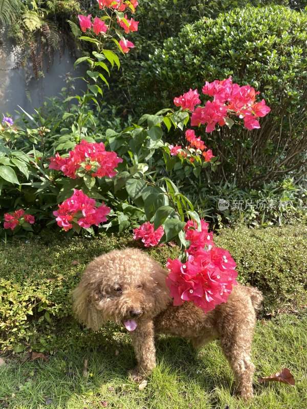 花丛中的狗狗