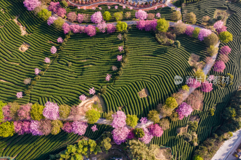 福建龙岩永福台品樱花茶园