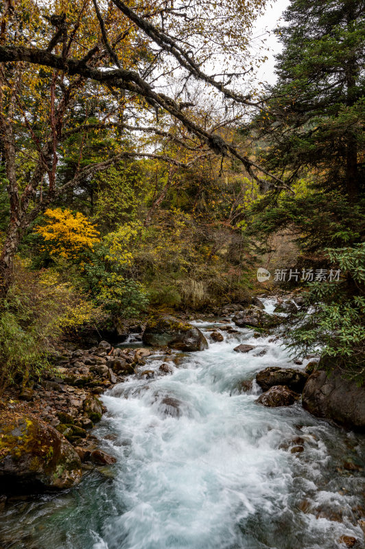 秋天色彩斑斓的森林小溪
