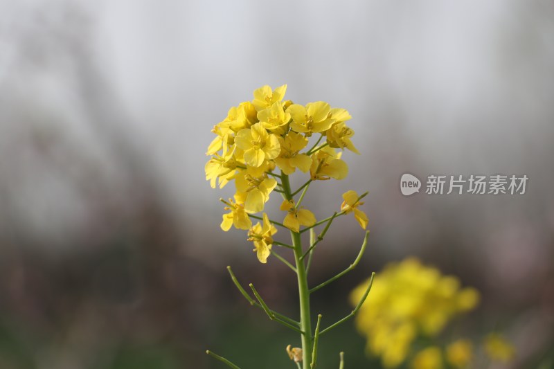 盛开的油菜花