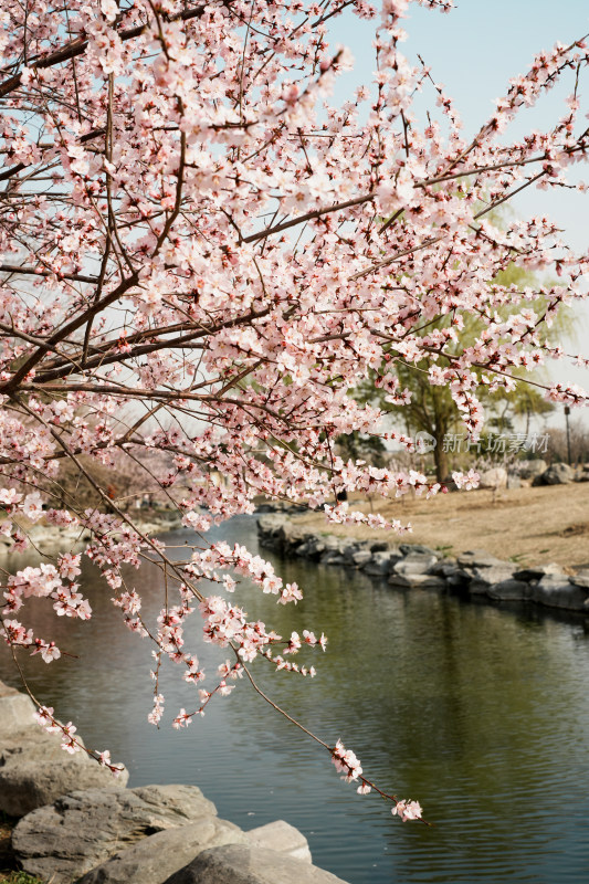 圆明园春天桃花桃树