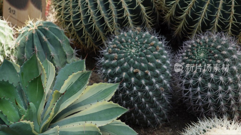 沙漠植物多肉植物仙人掌仙人球