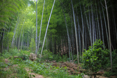 唯美竹林