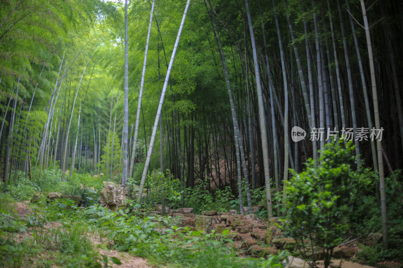 唯美竹林