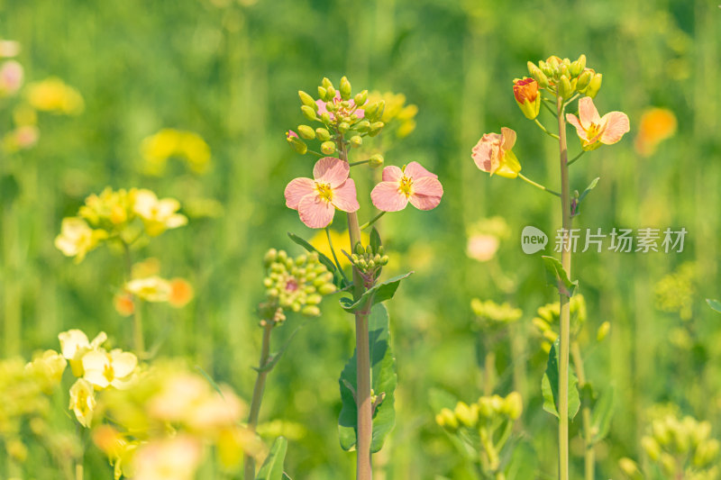 微距拍摄下的一束盛开的黄色油菜花