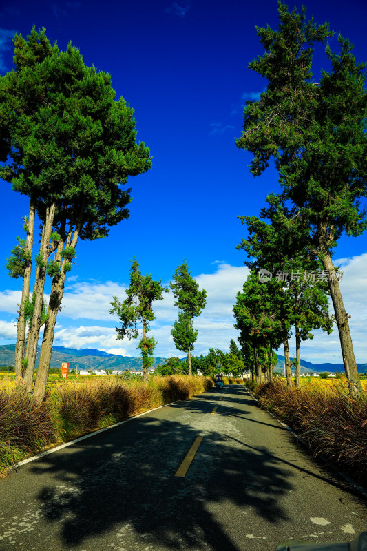 乡村公路旁绿树田野风景