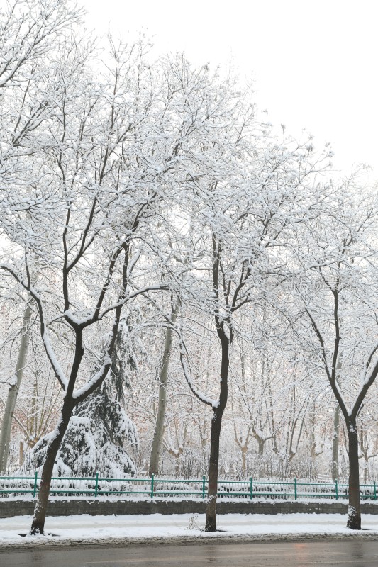 雪地里的树雪景