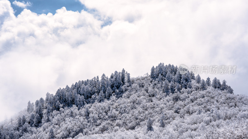 冬季成都西岭雪山的植被植物