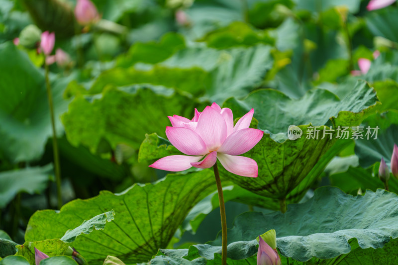 夏日荷花清韵