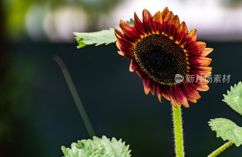 上海植物园向日葵花开自然景观