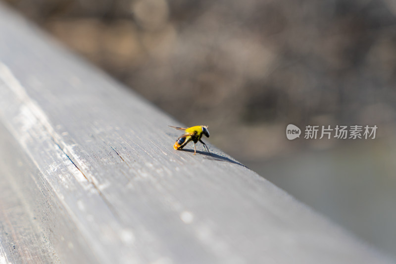 熊蜂蜜蜂特写