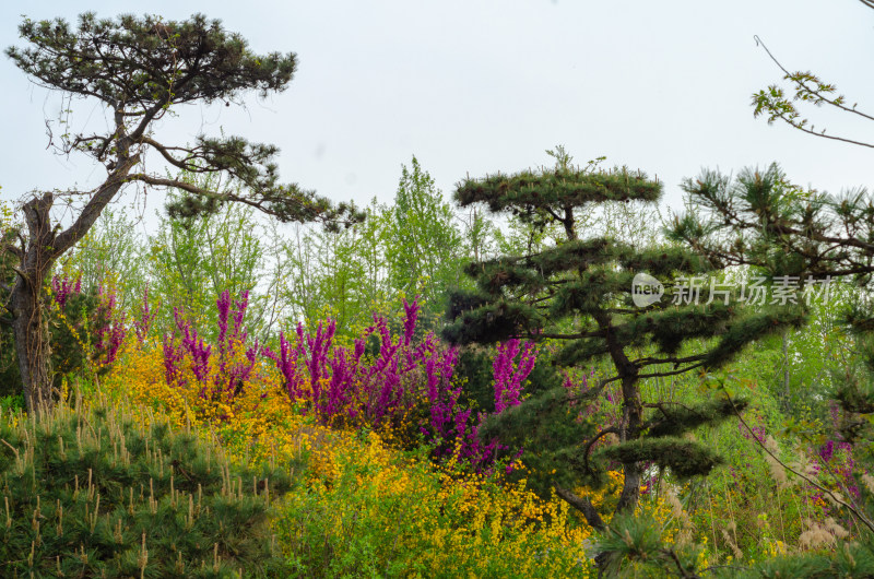 两棵松树，一片花林