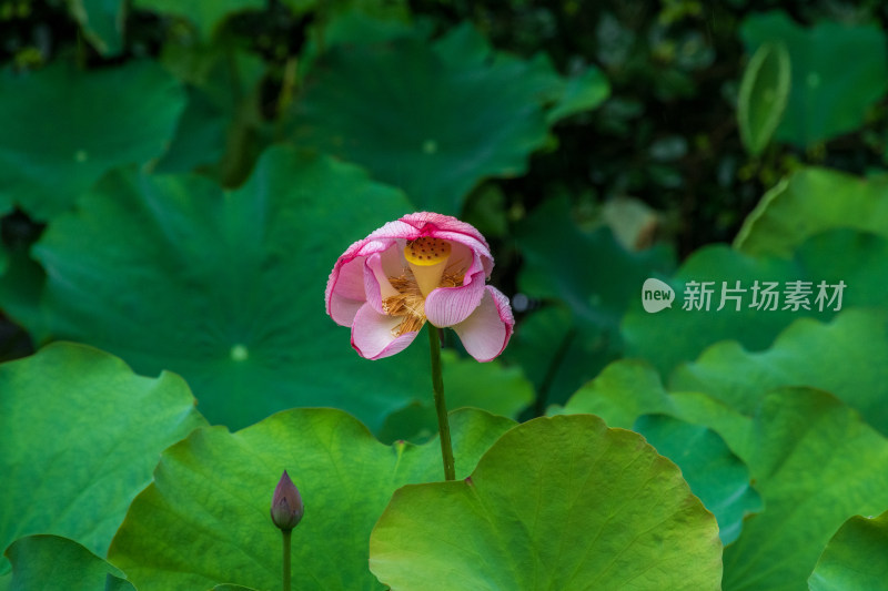 雨中的粉色荷花