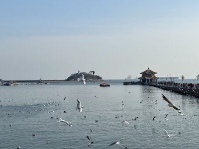 海鸥飞舞的海边码头景象  青岛栈桥