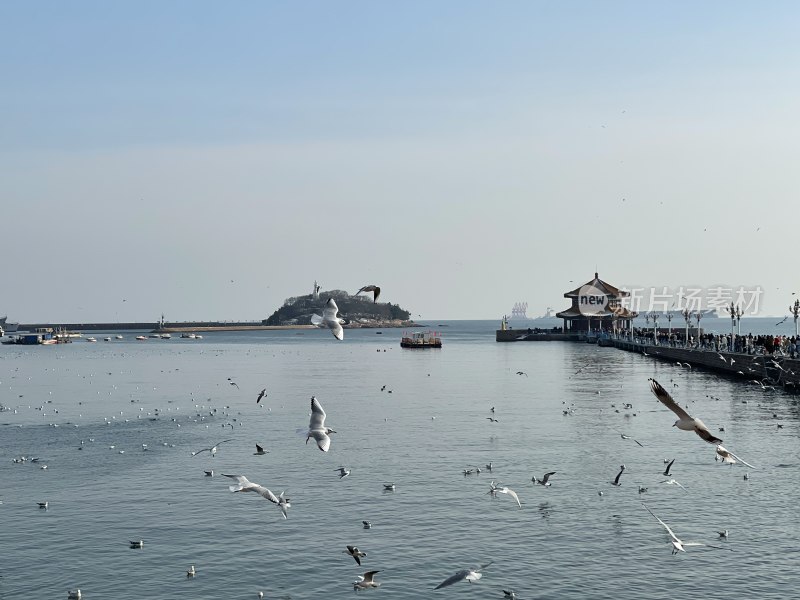 海鸥飞舞的海边码头景象  青岛栈桥