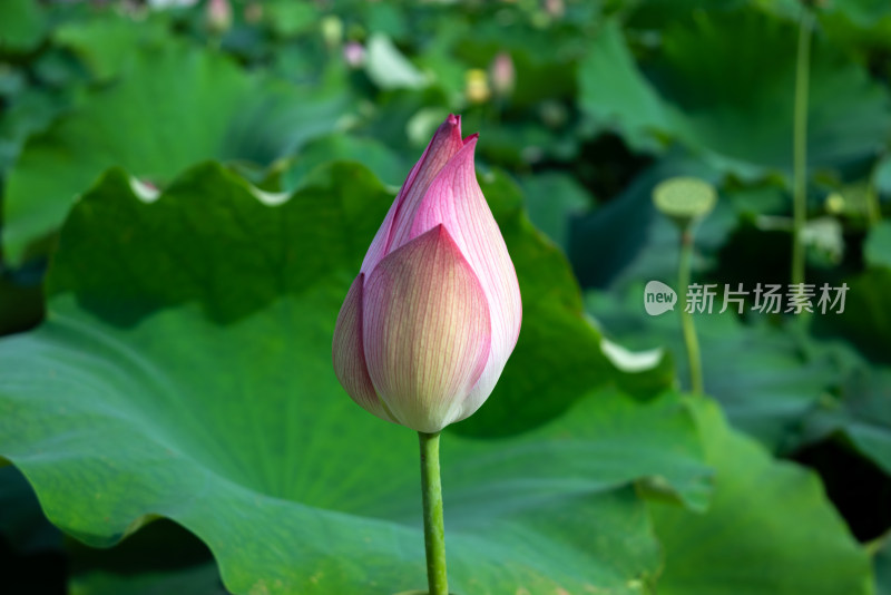 池塘里的荷花