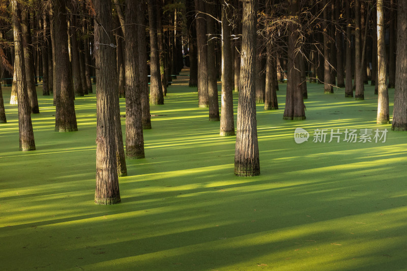 杭州青山湖阳光下的水杉林与浮萍