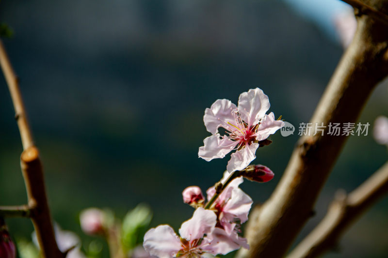 紫叶矮樱特写