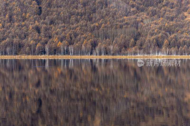 树林边平静湖水倒映树木的自然美景
