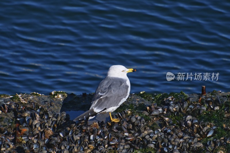 大连海滨 海鸥